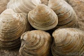 Clams